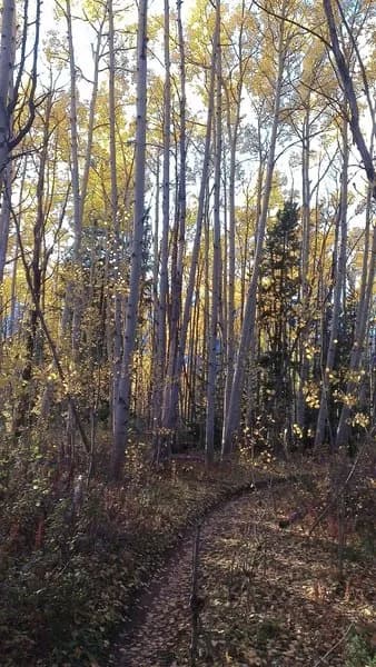 Aspen Tunnel Along Aspen Alley