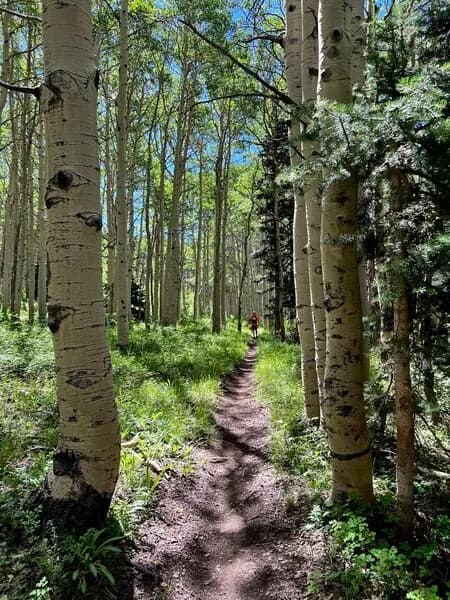 In The Aspens