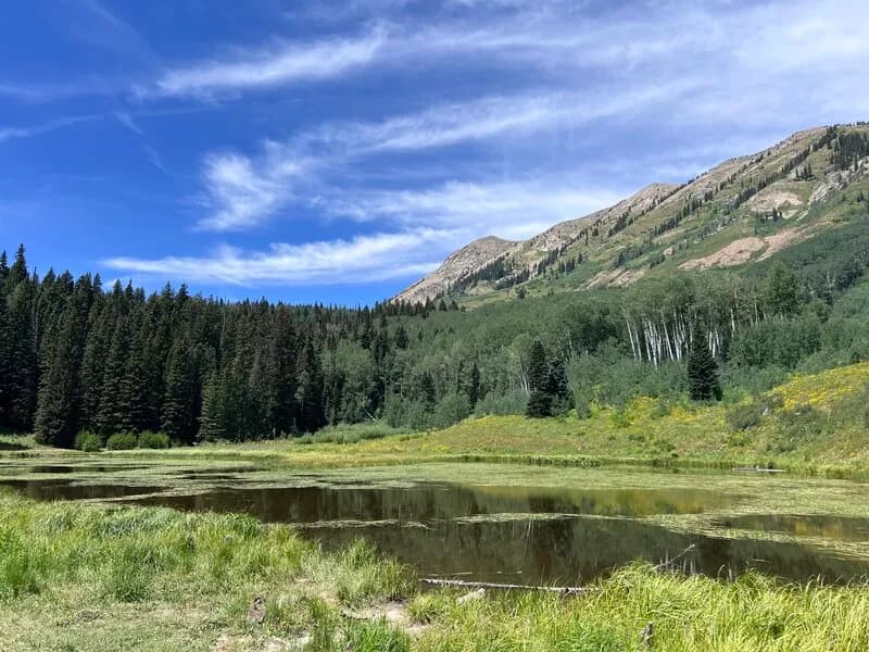 Beaver Pond Trail #516