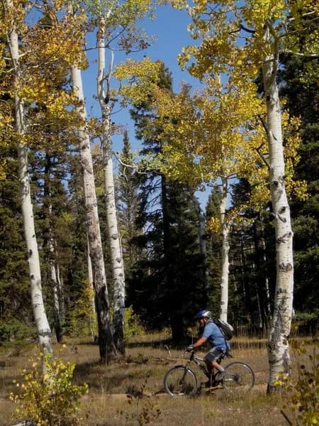 Tabeguache Trail - Transfer Road Section