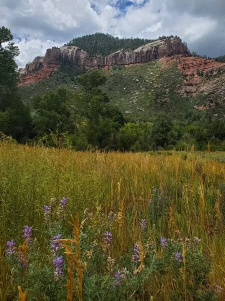 Lupine Near The Trail Junction With Falls Creek Trail