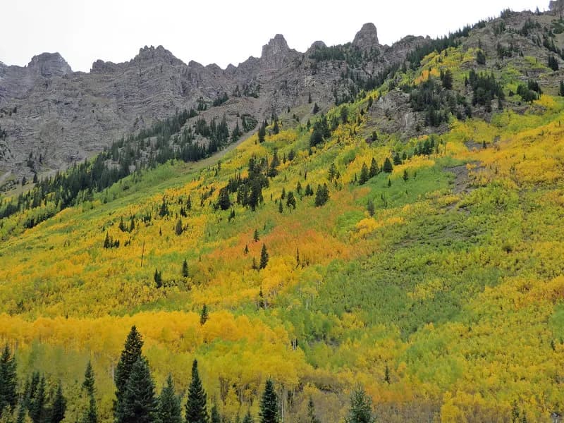 A Dash Of Red To Add Spice To The Yellow Fall Colors Grab Your Binoculars To Loo