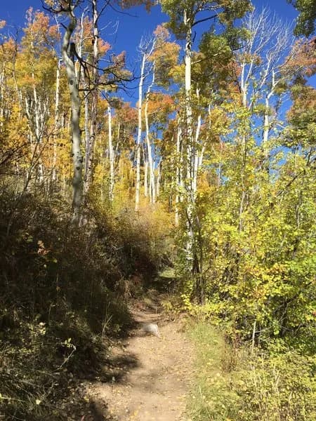 Elbert Creek Trail #512