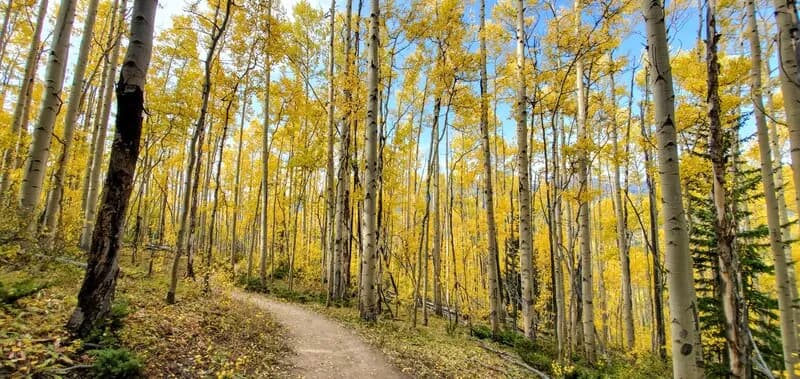 Aspen Alley Trail