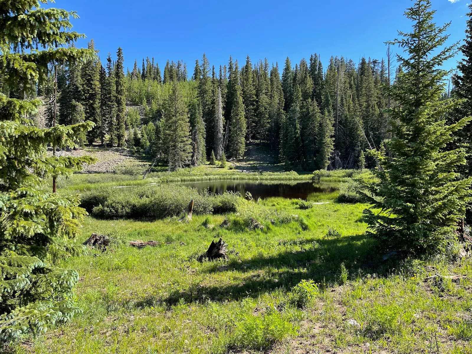 Aspen Loop