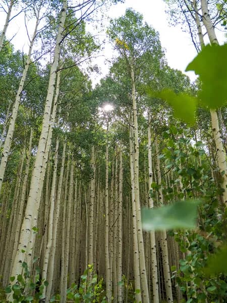 The Many Aspen Groves Are A Highlight Of This Trail