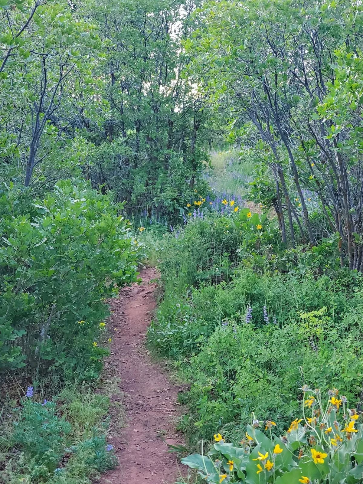 Wulfsohn Trailhead