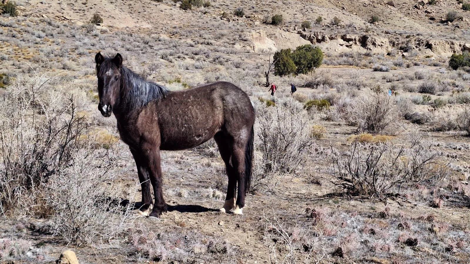 Little Book Cliffs Wild Horse Range