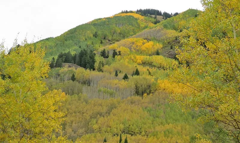 Splashes Of Yellow