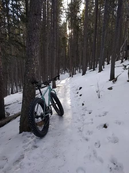 Sunny Aspen