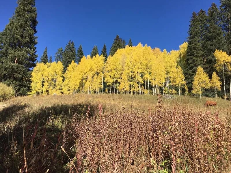 Dyke Trail Loop