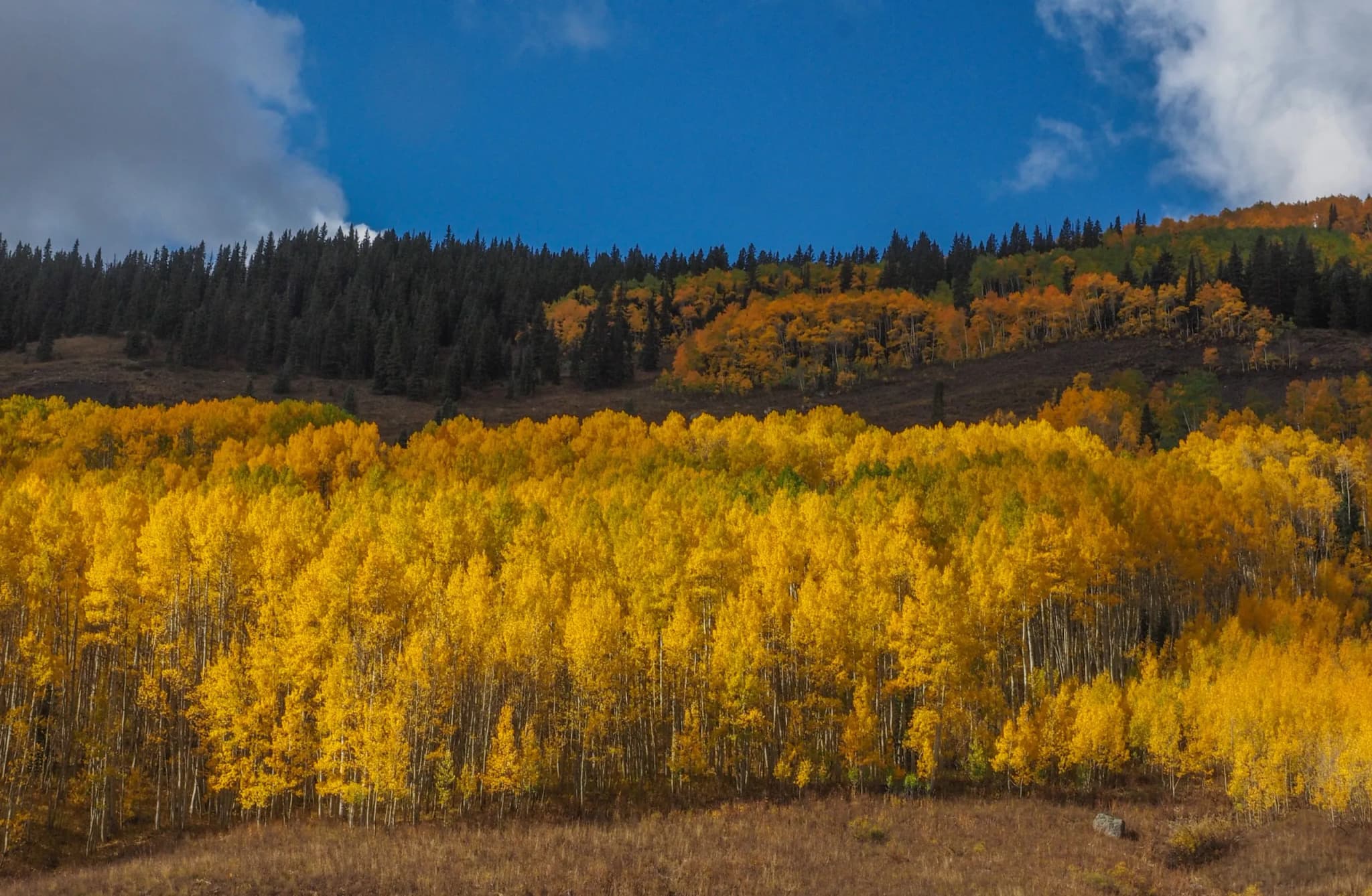 McGill Study Confirms Aspen Stands Act as Effective Fire Barriers