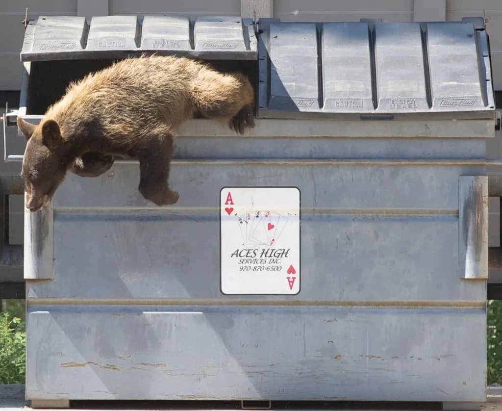 Colorado Bill Aims to Reduce Human Bear Conflicts
