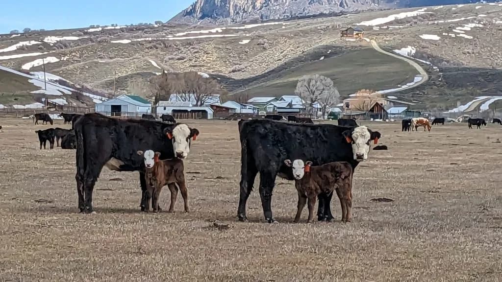 Yampa Rancher Uses Genomic Testing to Fix Maternal Traits