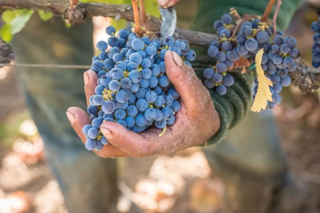Aspen Writer Explores Brutal Reality Behind Wine Harvest Romance