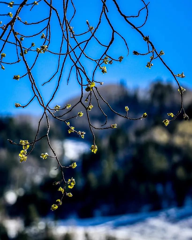 Aspen Restaurants Schedule Major Spring Closures