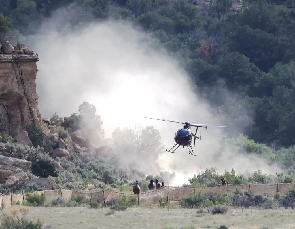 BLM Plans to Gather Over 1000 Wild Horses in Northwest Colorado