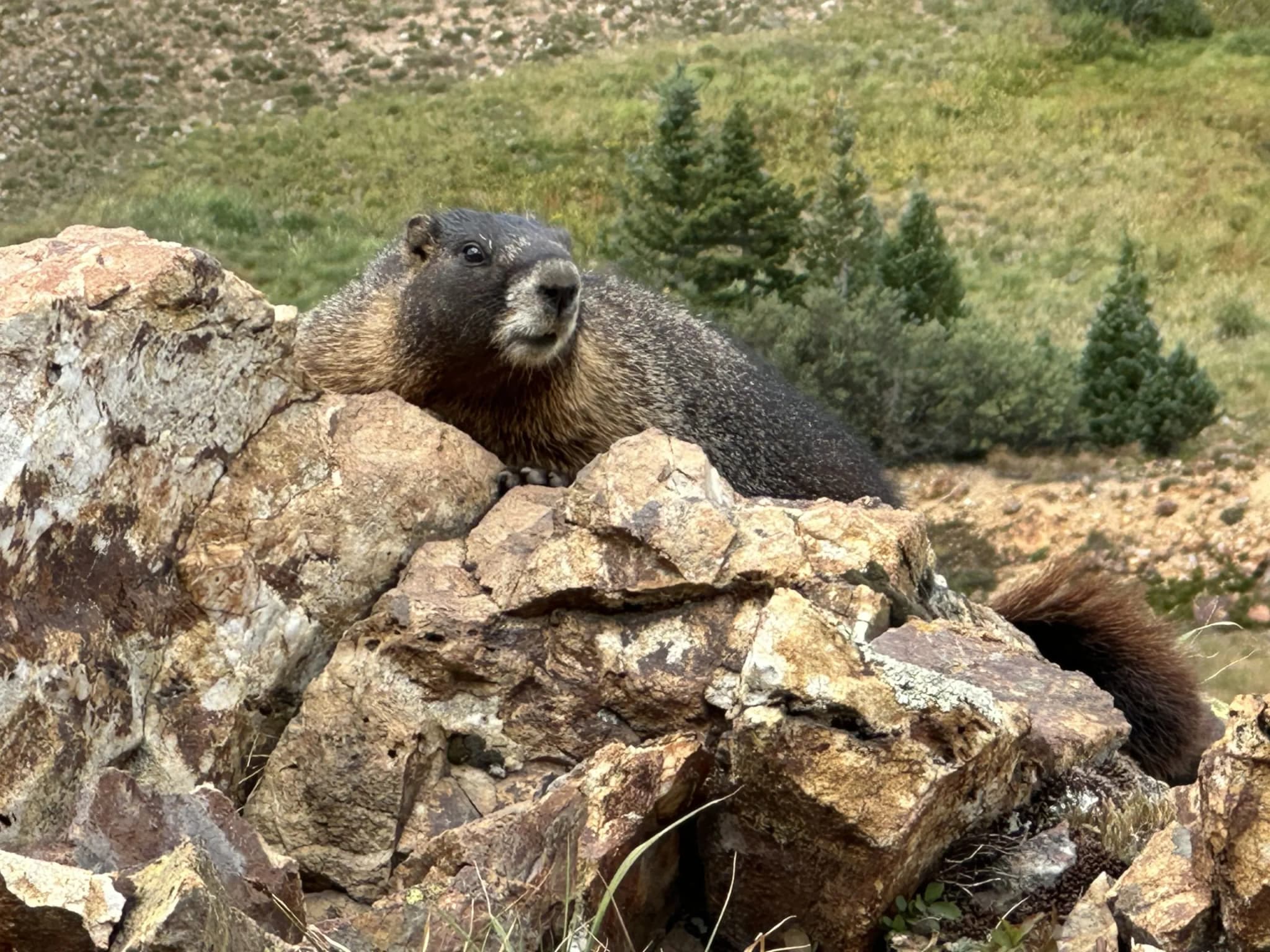 Colorado Launches Fat Marmot Week To Save Gothic Science