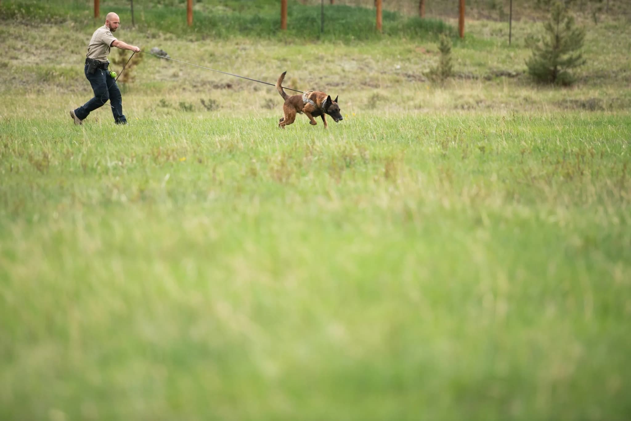 Colorado Parks and Wildlife Officially Launches K-9 Unit to Manage Black Bear Conflicts
