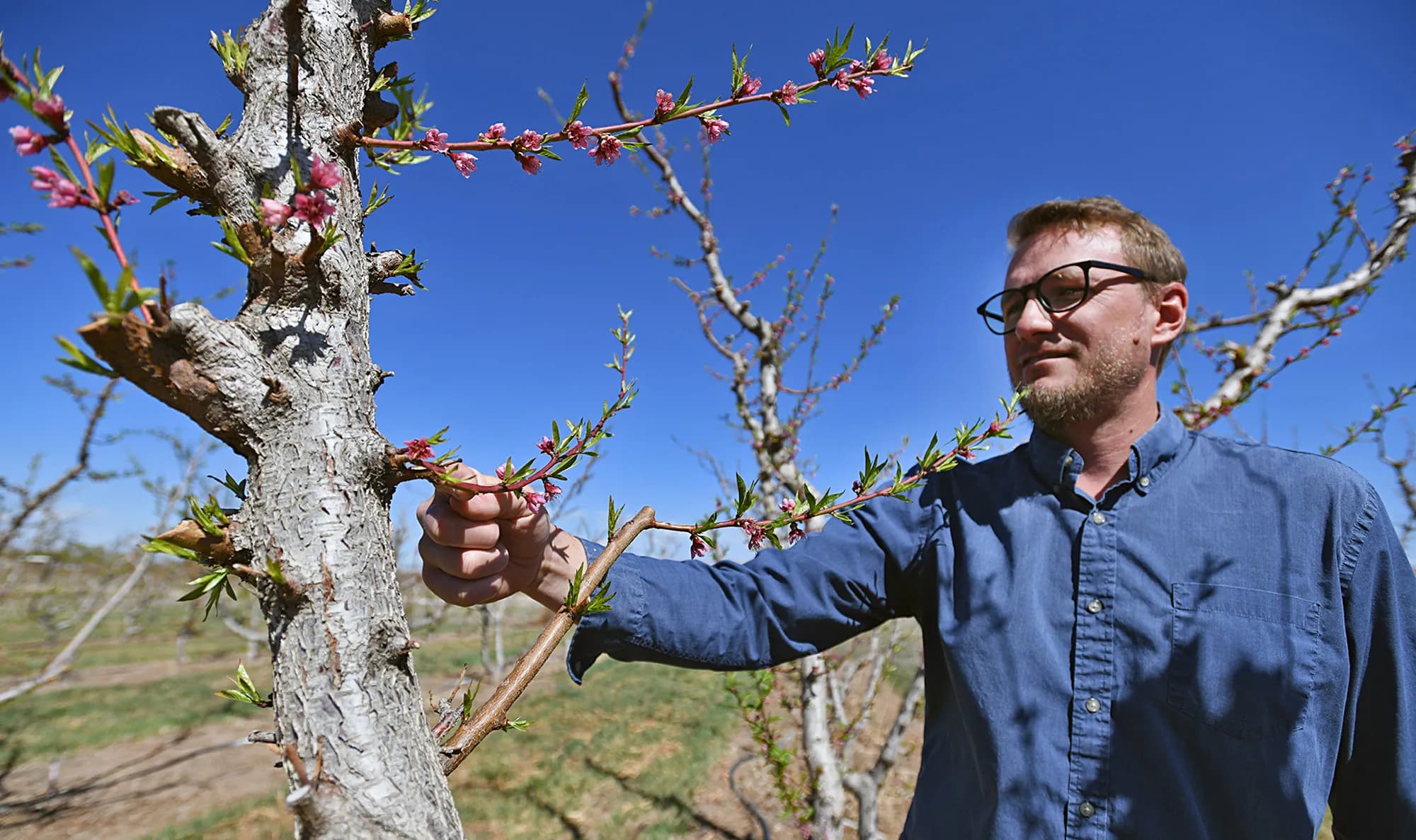 Palisade Peach Farmers Try New Freeze Protection Method