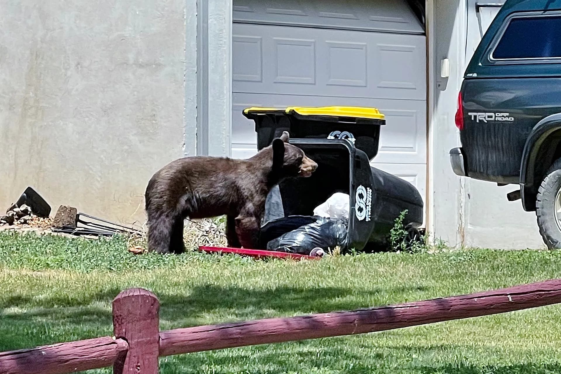 Colorado Bears Drive Bear Conflict Fines to $5,000 Under New Law