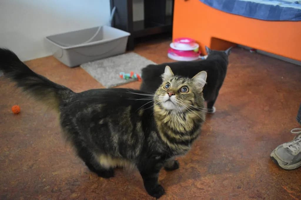 Colorado Animal Rescue Tackles Roaring Fork Housing Barriers