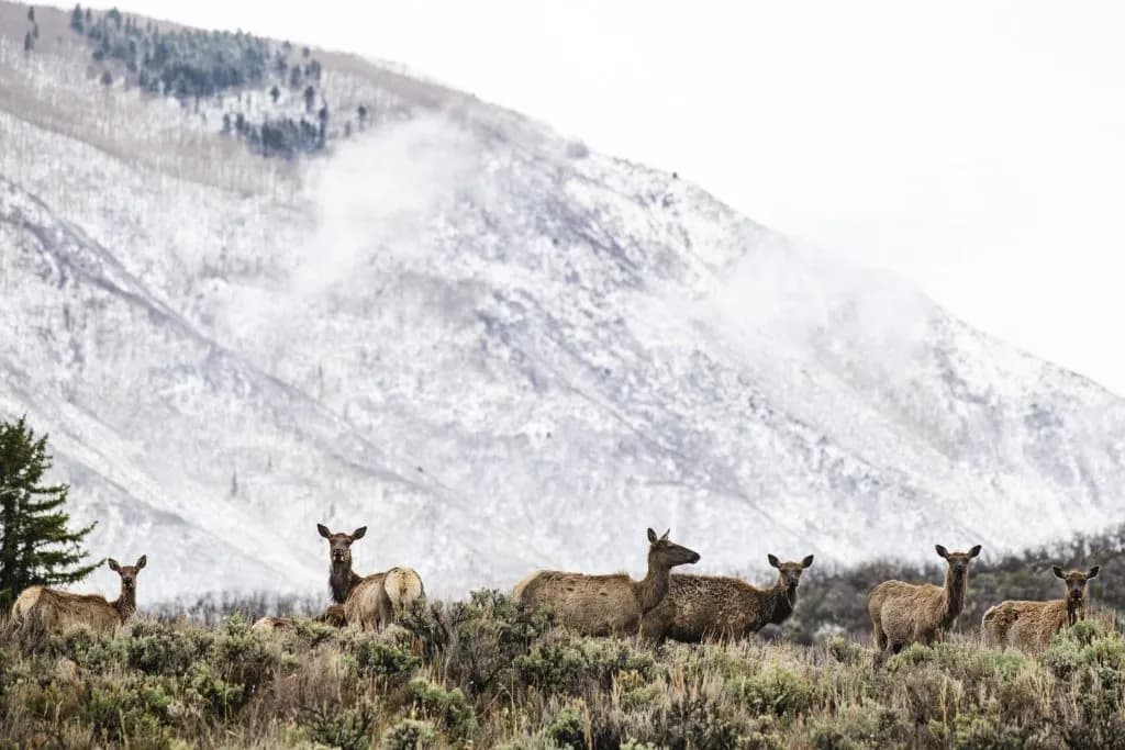 Colorado Parks and Wildlife Distributes $11 Million in Habitat Funding
