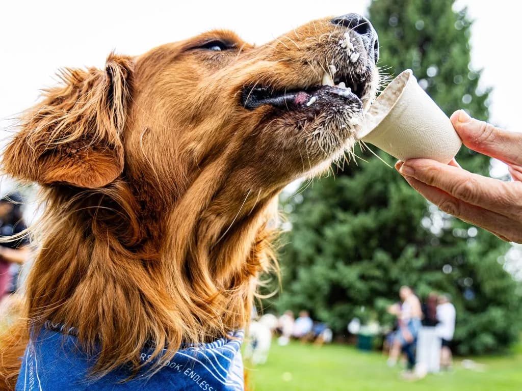 Golden Hour Aspen Returns With Playful Golden Retriever Gathering