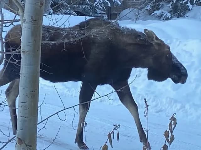 The air in the Eagle River Valley doesn’t just change with the seasons; it thickens with presence