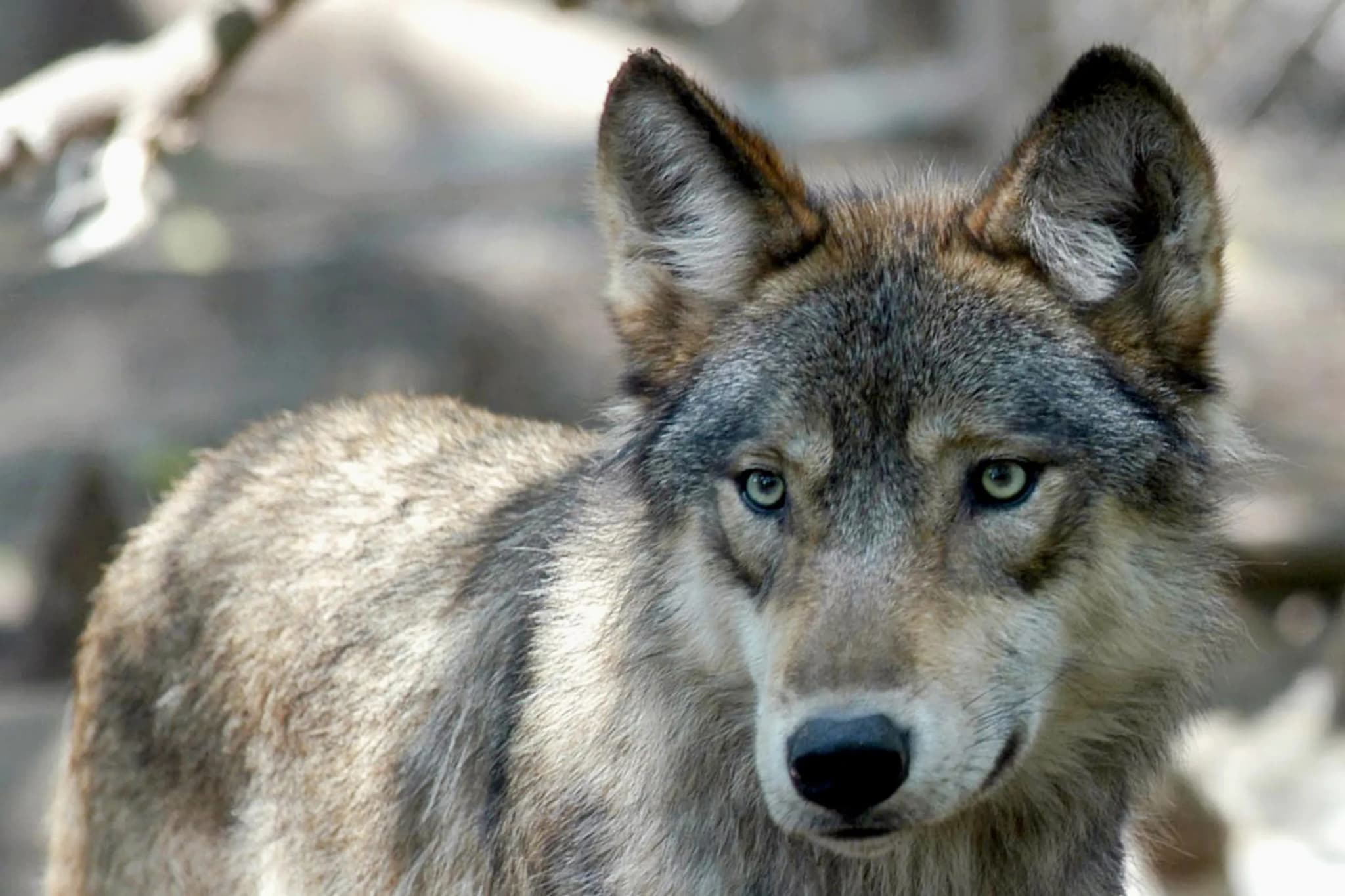 Colorado Hunter Pays $140 for Mistaken Wolf Killing