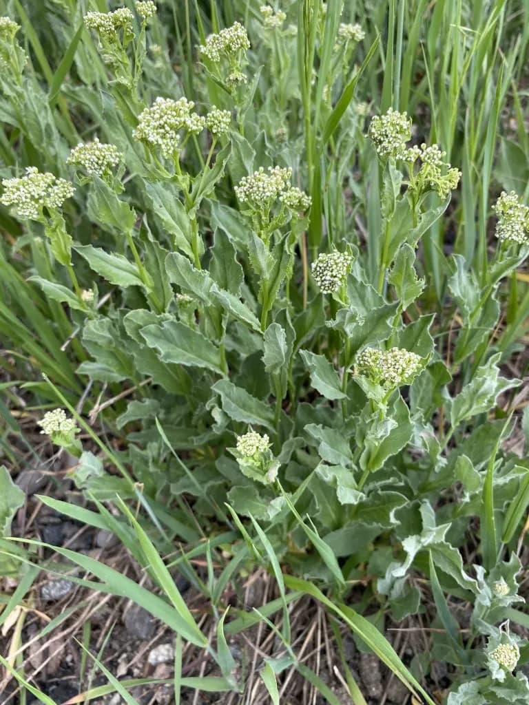 Routt County Shifts Weed Strategy to Triage Eradication Targets