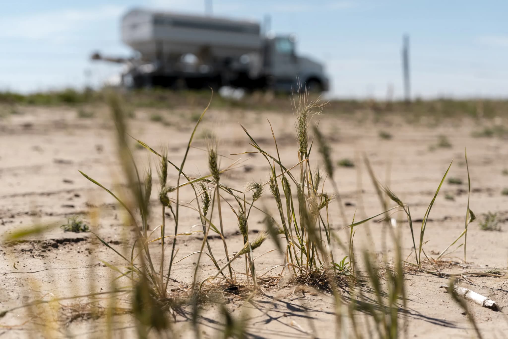 Colorado Winter Wheat Harvest Drops 52% to Worst Since 1965