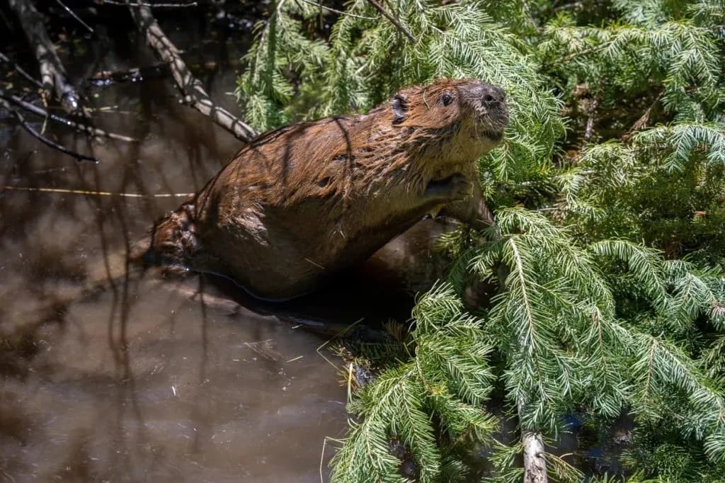 Colorado Invests $1 Million to Translocate Beavers and Restore Watersheds