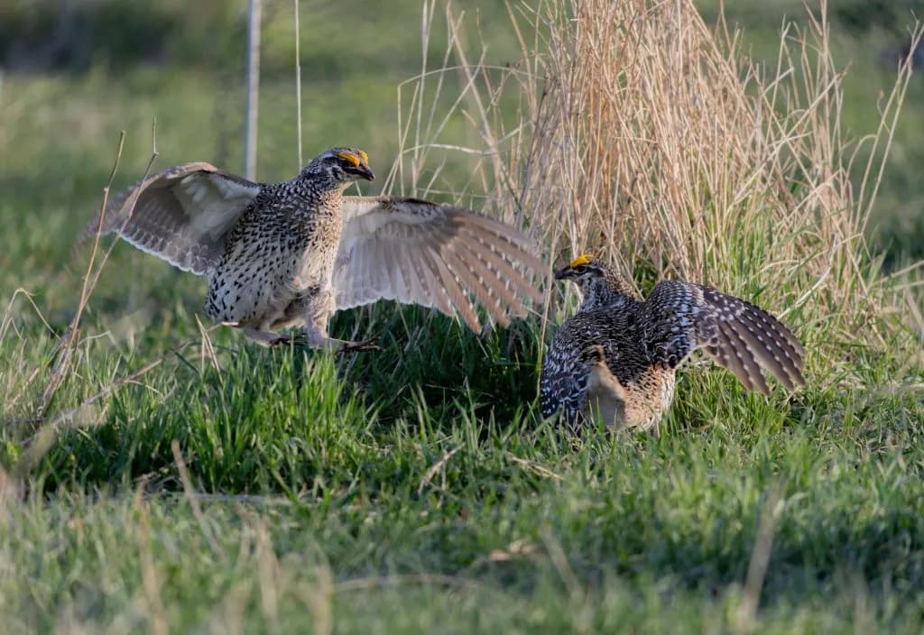 Colorado Parks and Wildlife releases 26 grouse into Grand County