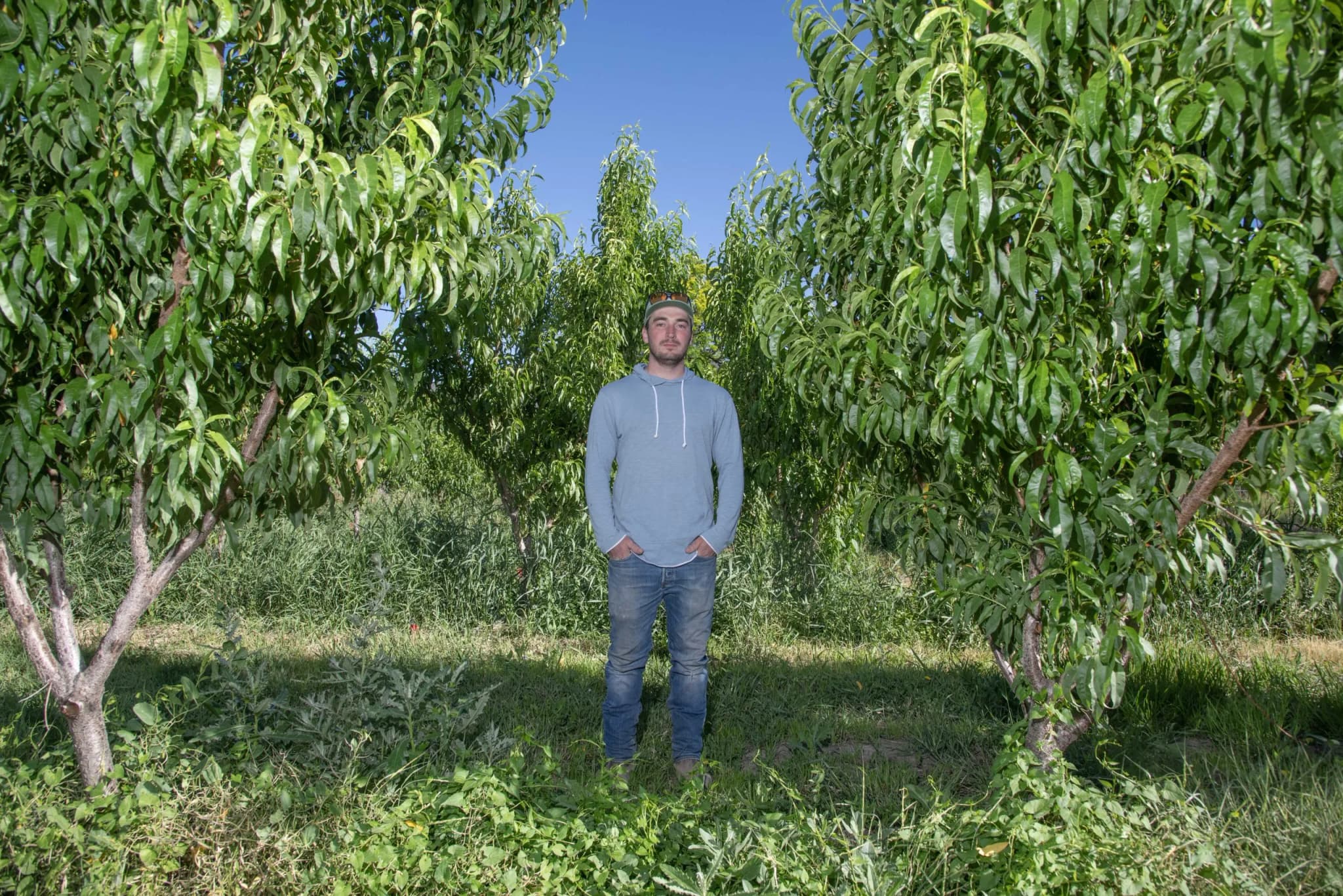 North Fork Valley Orchards Face Zero Harvest After April Freeze