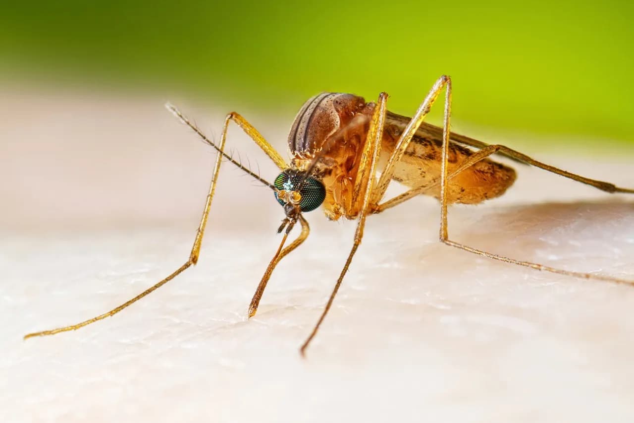 Garfield County Confirms West Nile Virus in Battlement Mesa Mosquitoes