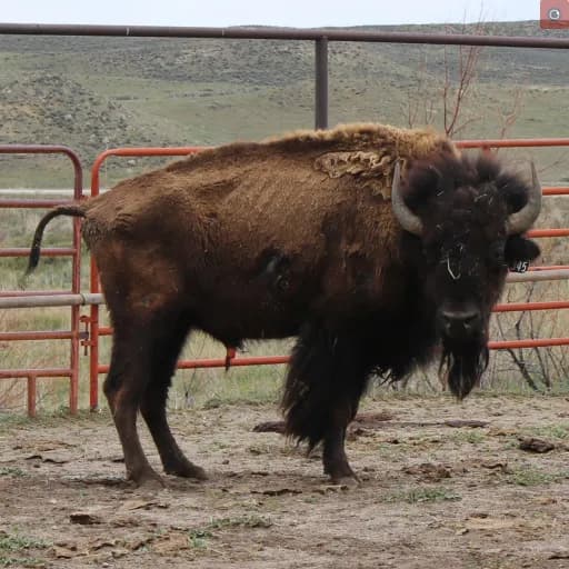 Moffat County Seizes 90 Bison from 83-Year-Old Rancher Amid Animal Neglect Charges