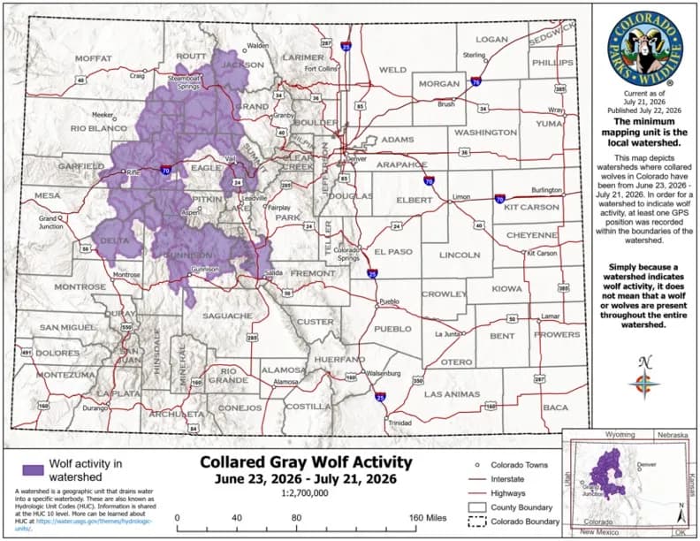Colorado Wolves Cluster in Northwest Region as New Piney Ridge Pack Raises Pups
