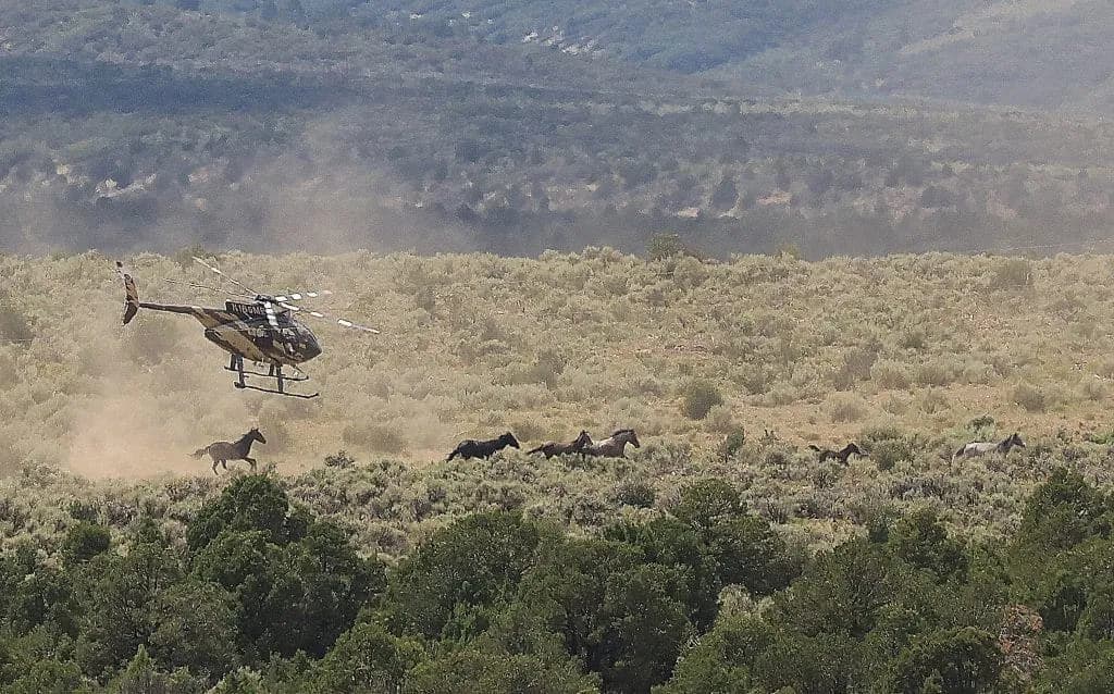 BLM helicopter roundup thins 1,025 wild horses from Piceance Basin