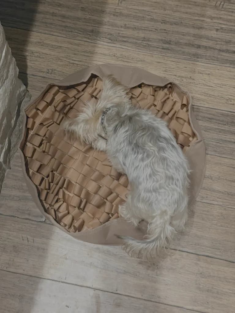 Vail Vet Recommends Snuffle Mats to Boost Dog Mental Health