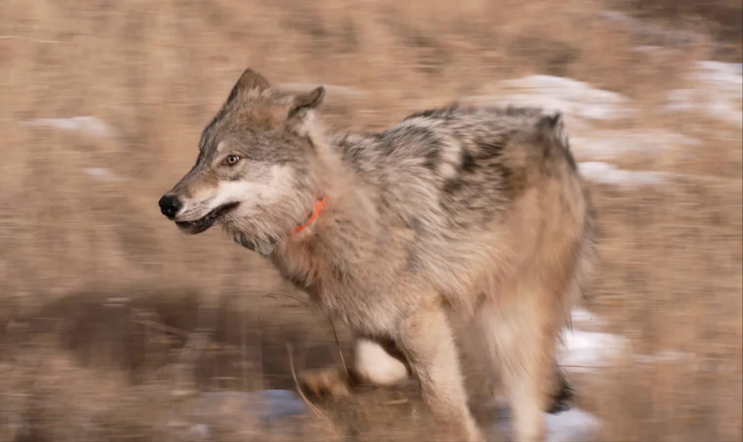 Colorado Governors Face Wolf Crisis and Rural-Urban Rift