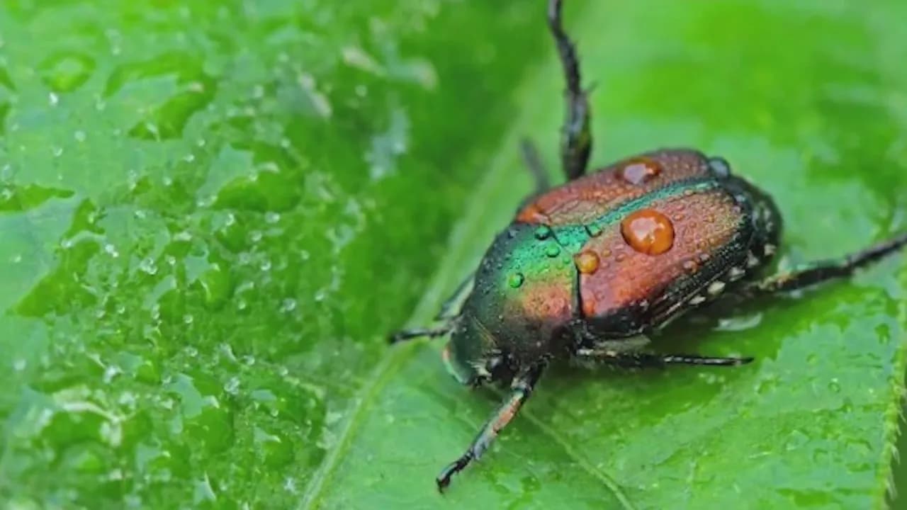 Mesa County Launches Fourth Japanese Beetle Eradication Push