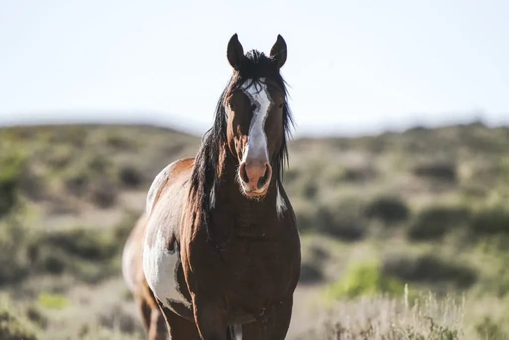 Grand Junction Wild Horse Auction Starts at $125