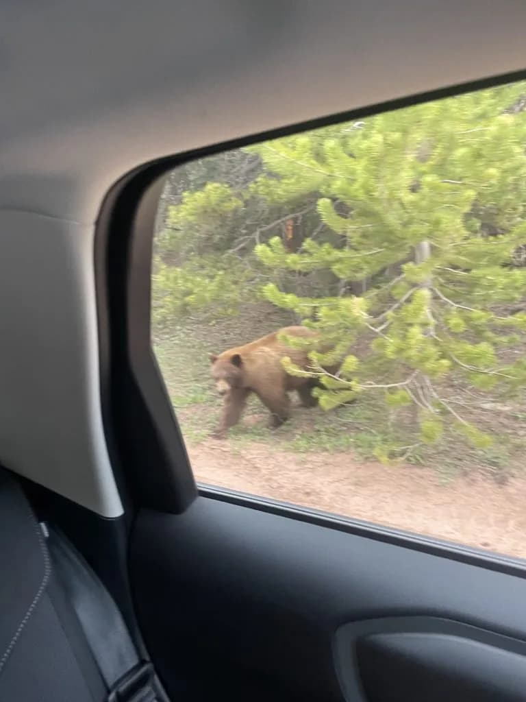 Breckenridge Mama Bear Breaks Car Windows for Backpacks at Boreas Pass