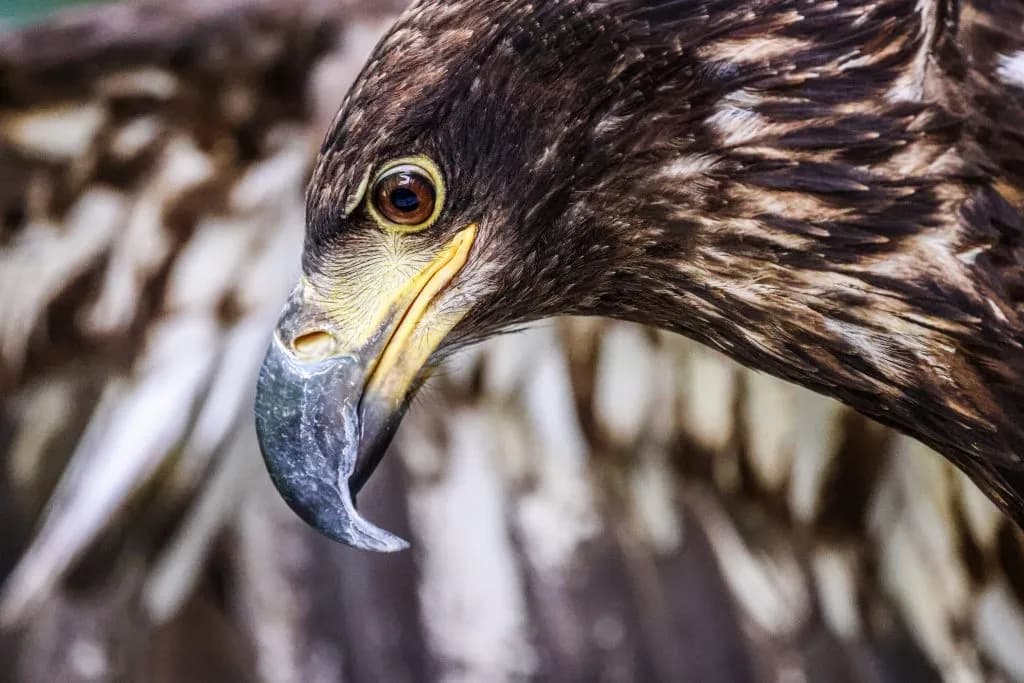 ACES Raptor Fair Returns to Hallam Lake With Resident Birds