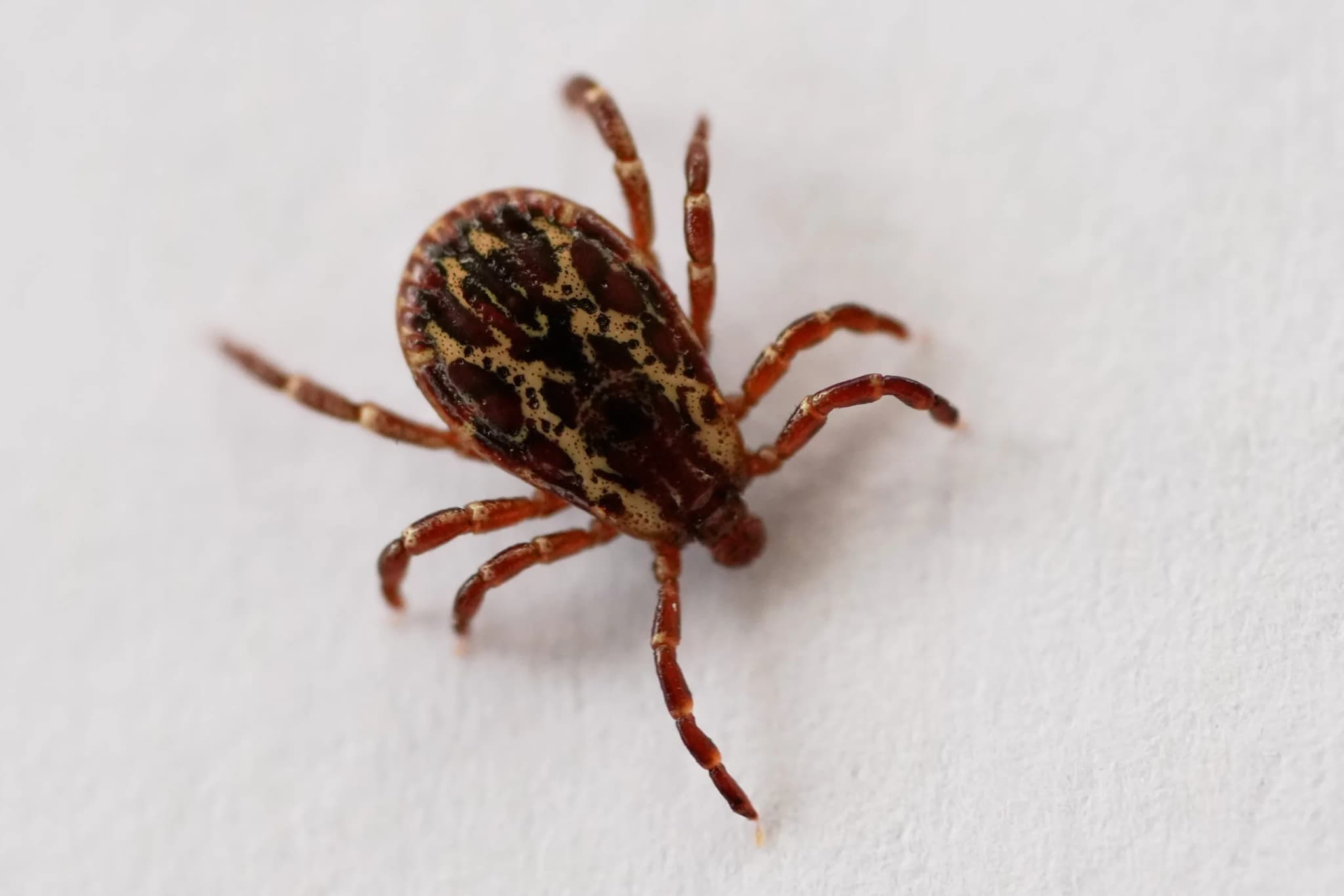 Mild Winter and Wet Spring Drive Tick Boom on Colorado's Western Slope