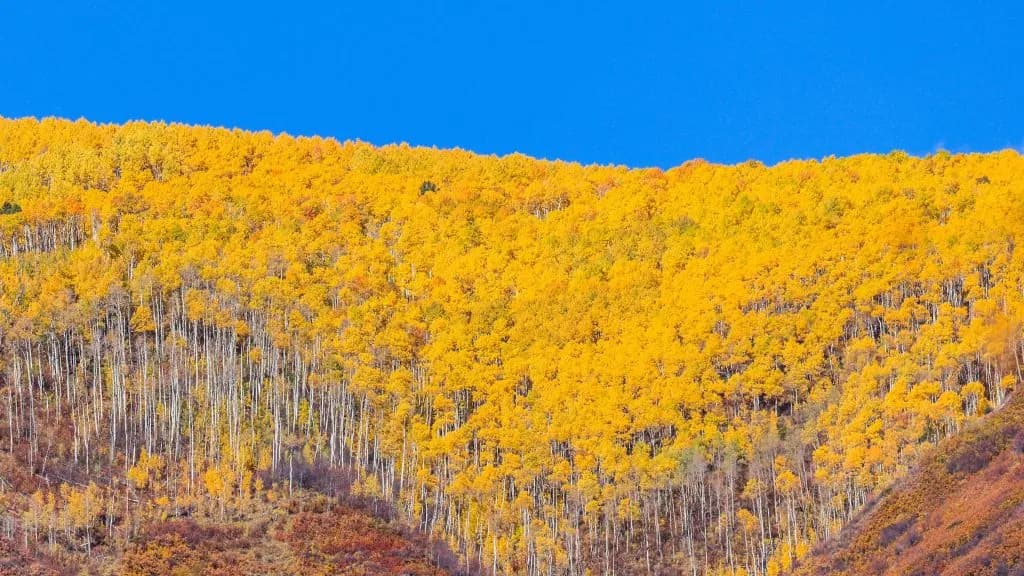 Colorado Drought Mutes Aspen Fall Colors This Year