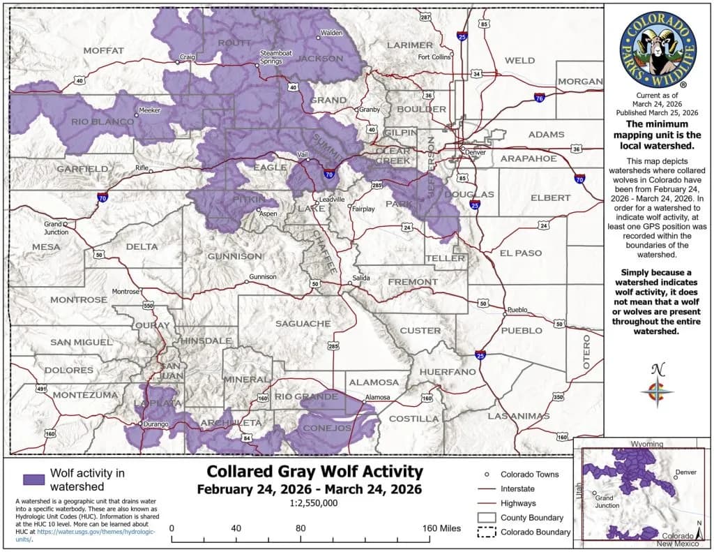Colorado Gray Wolf Population Shifts Northwest and Southwest