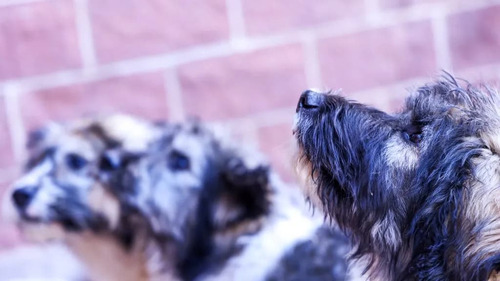 Aspen Saturday Market Drives Summer Adoptions for Animal Shelter