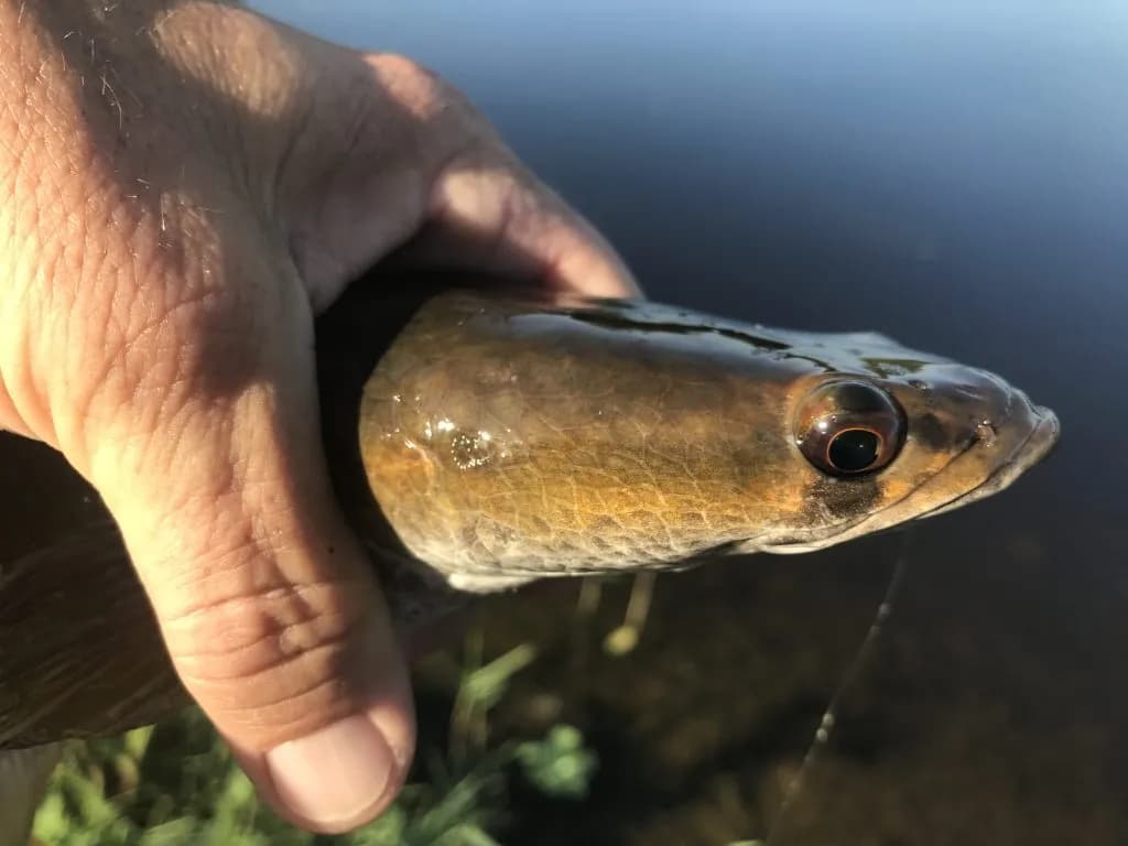 Michael Salomone Explains Why Irregular Cadence Catches More Fish